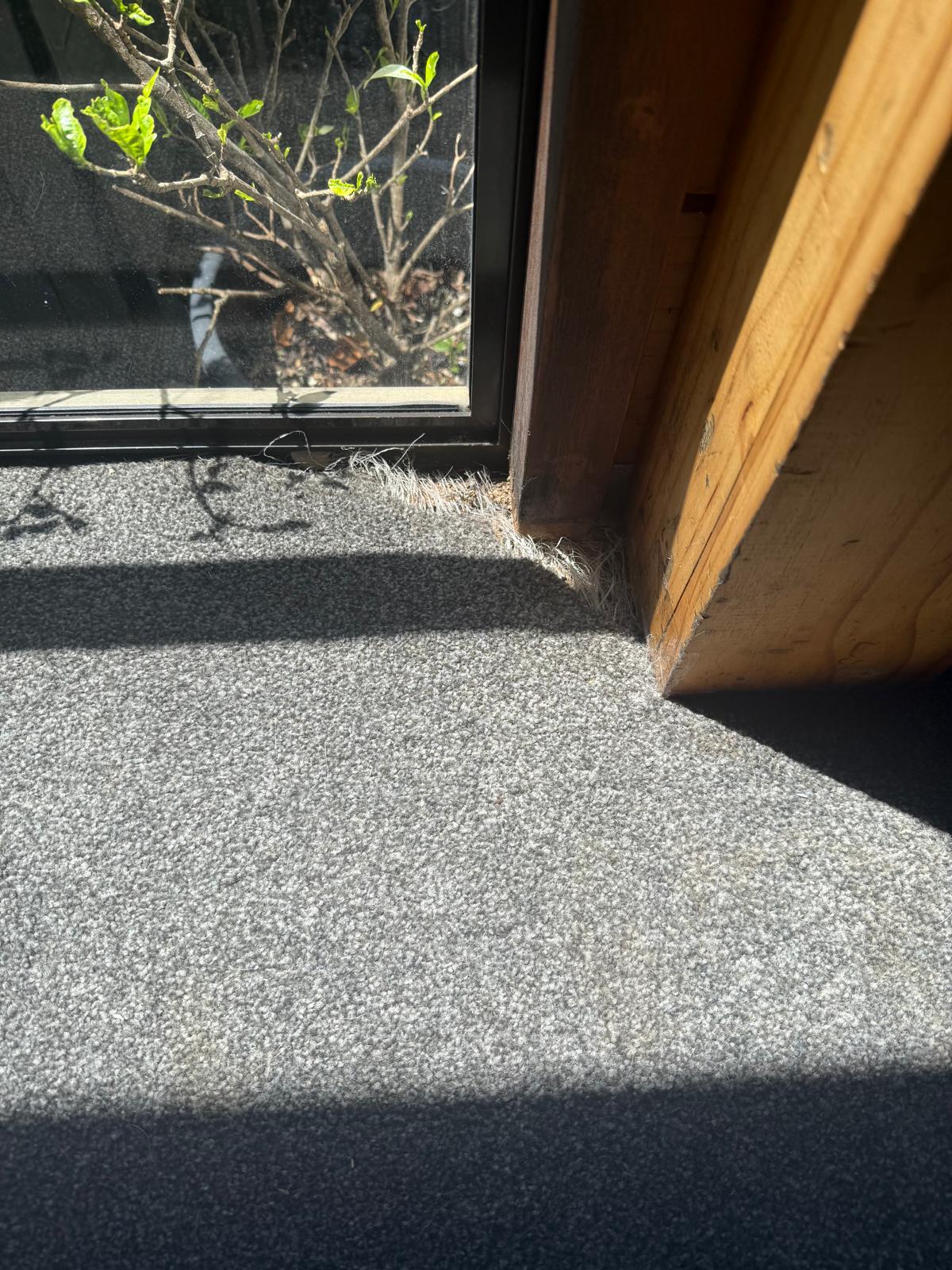 Long garage and hallway freshly laid with charcoal carpet, ladder and broom in place