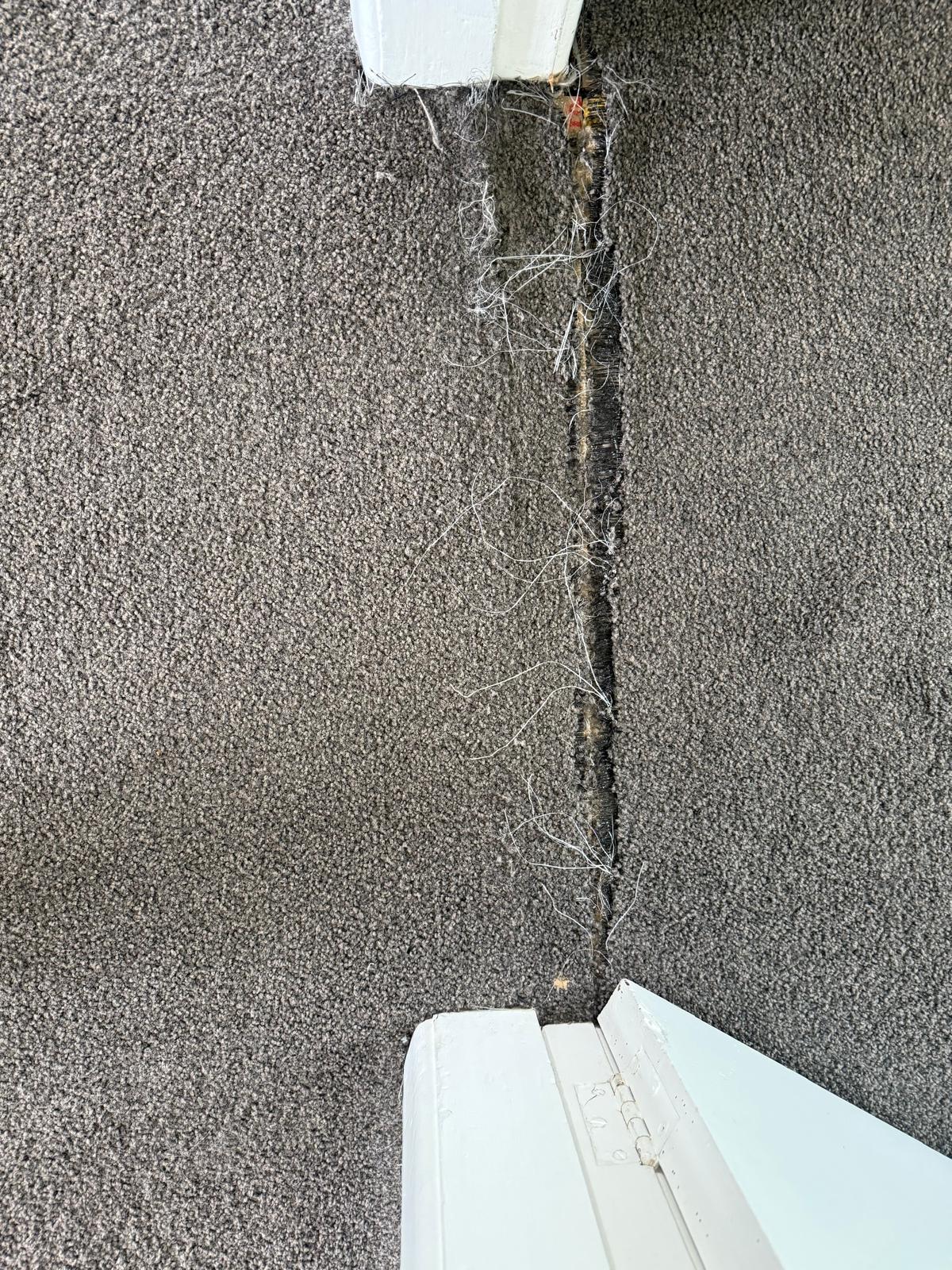 Carpet with a split seam pulling apart before repair